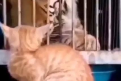 HRABRO ISPRED TIGRA Urnebesna mačka će vam popraviti dan (VIDEO)