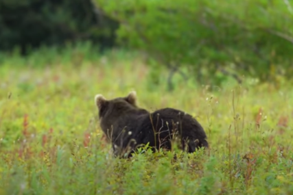 Mještani vidjeli divlju životinju: Medvjed na Ozrenu oštetio hranilice