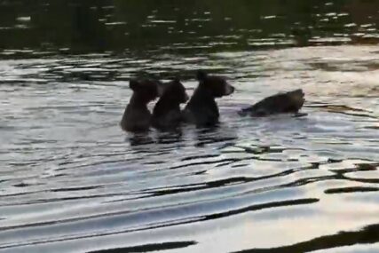 PRIZOR KOJI NIKOGA NE OSTAVLJA RAVNODUŠNIM   Majka sa troje medvjedića preplivala jezero (VIDEO)