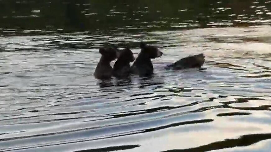 PRIZOR KOJI NIKOGA NE OSTAVLJA RAVNODUŠNIM   Majka sa troje medvjedića preplivala jezero (VIDEO)