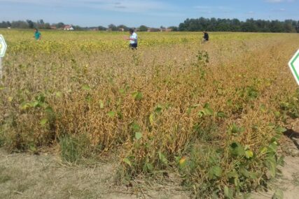 ZADOVOLJNI SEZONOM Kukuruz u Semberiji nije podbacio, ZARADA na soji manja od očekivane