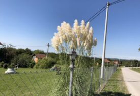 Izgleda raskošno, ali ljeti može postati opasnost: Zašto baštovani NE SADE PAMPAS TRAVU uz kuću