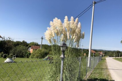 Izgleda raskošno, ali ljeti može postati opasnost: Zašto baštovani NE SADE PAMPAS TRAVU uz kuću