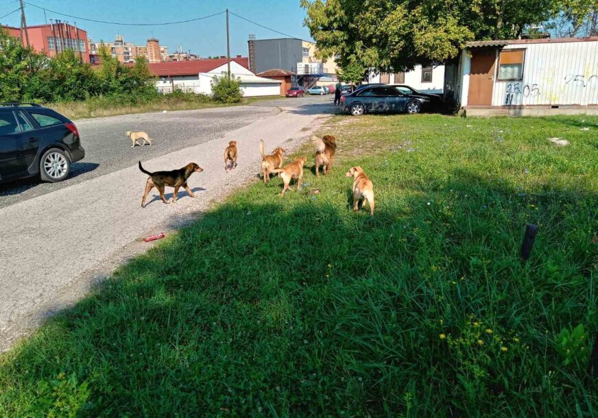 GLAVOBOLJA ZBOG PASA LUTALICA Komunalci o problemima nakon napada na djevojčicu u Prijedoru