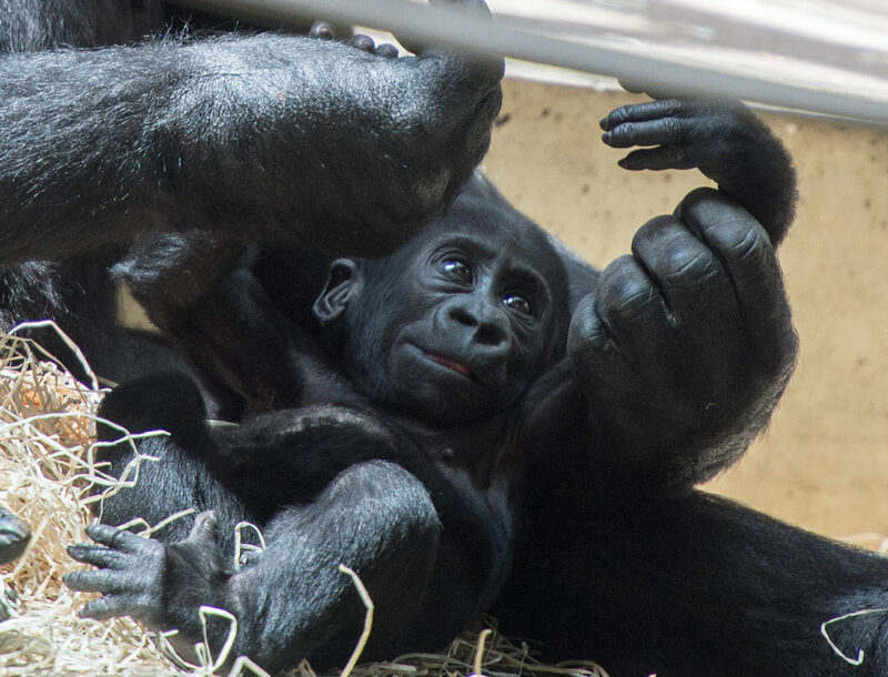 SPAS OD IZUMIRANJA Za mjesec i po u nacionalnom parku rođeno petoro beba gorila