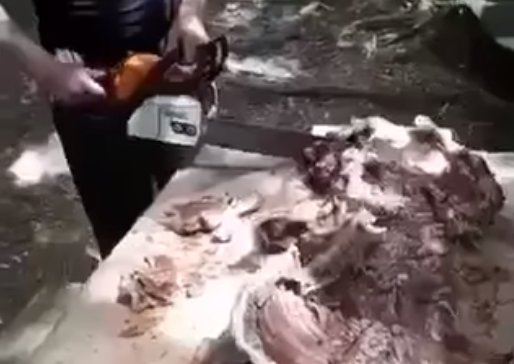 VIDEO ZAPALIO INTERNET Pokazali kako uživaju u ručku, jagnjetinu sjekli MOTORNOM TESTEROM