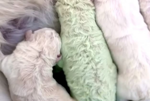VLASNIK U NEVJERICI Rođeno štene sa ZELENIM KRZNOM (VIDEO)