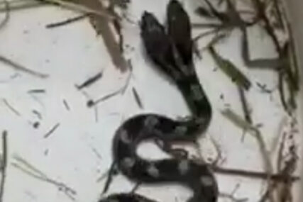 "SRCE MI JE STALO" Žena u kući pronašla dvoglavu zmiju (VIDEO)