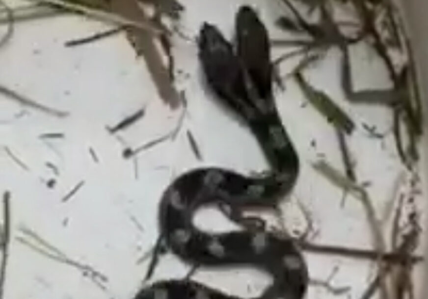 "SRCE MI JE STALO" Žena u kući pronašla dvoglavu zmiju (VIDEO)