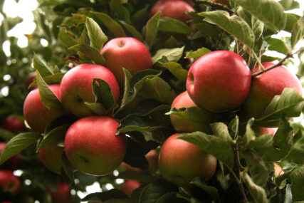 BOGATA VITAMINIMA 5 razloga zbog kojih bi svaki dan trebalo da pojedete jednu jabuku