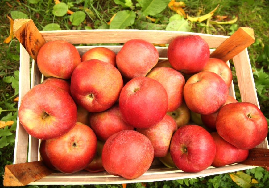 Mali broj kalorija: Impresivni zdravstveni benefiti jabuke