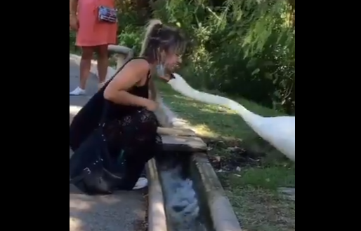 ŽENA NIJE SLUTILA ŠTA ĆE SE DESITI Ovaj snimak je hit, LABUD joj održao leciju o KORONI (VIDEO)