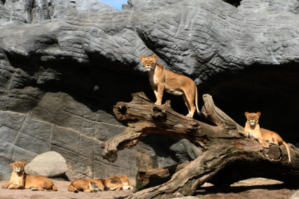 NI ŽIVOTINJE NISU POŠTEĐENE Četiri lava u zoo vrtu POZITIVNA na korona virus
