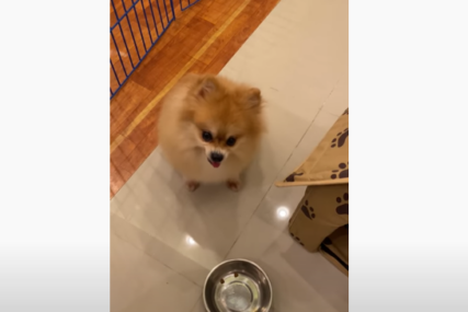 GDJE JE HRANA Snimak psa na dijeti osvojio internet (VIDEO)