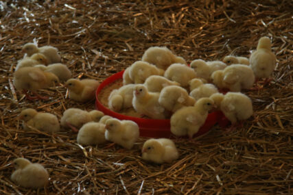 “SPROVEŠĆEMO DETALJNU ISTRAGU” Zabranjen uvoz živine zbog ptičjeg gripa