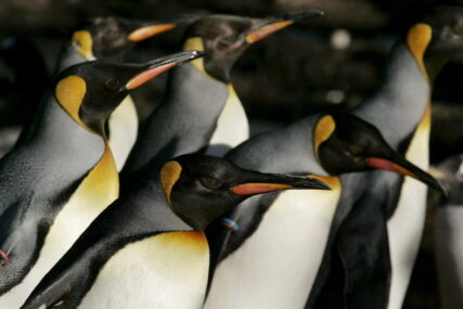 PROSLAVILA 41. ROĐENDAN Najstariji pingvin na svijetu u Ginisovoj knjizi rekorda