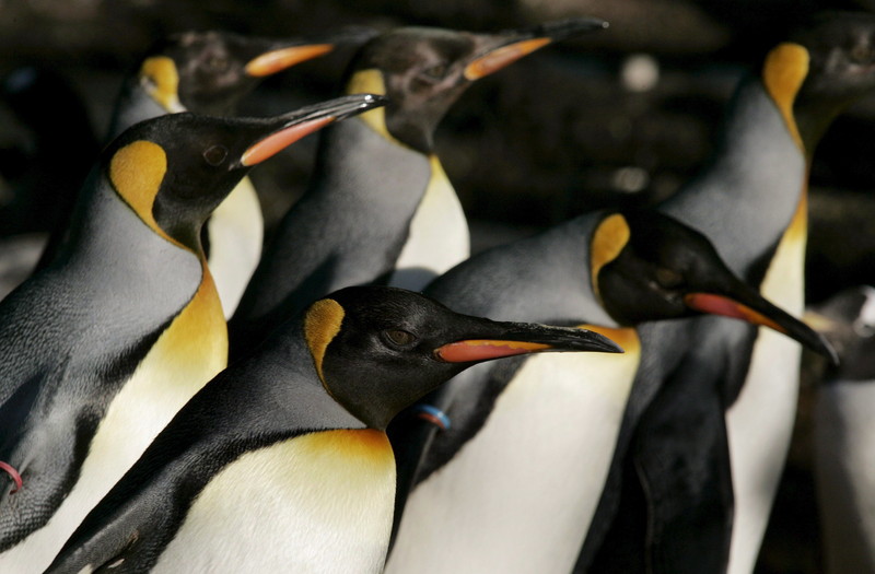 PROSLAVILA 41. ROĐENDAN Najstariji pingvin na svijetu u Ginisovoj knjizi rekorda