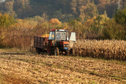 Počela berba kukuruza u Srpskoj "Smanjenje prinosa za oko 30 odsto"