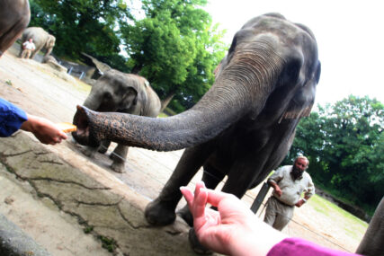 NEOBIČNA AKCIJA U LONDONU Krdo slonova promoviše suživot ljudi i životinja