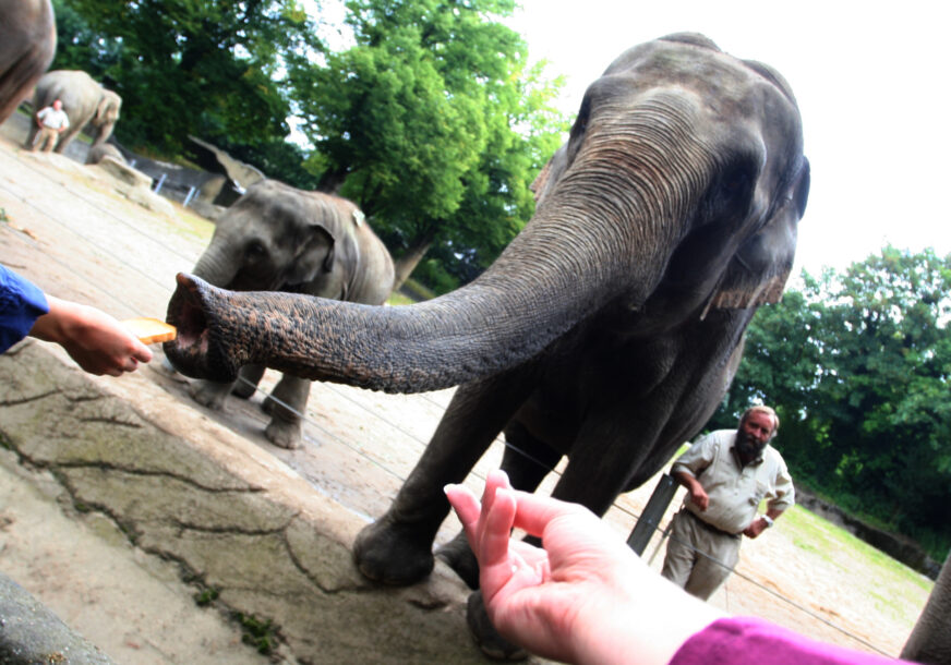 SAMO U KINI Krdo divljih slonova približava se višemilionskom gradu