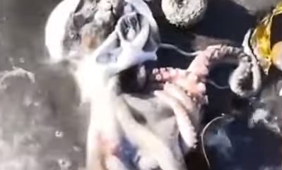 “EKOLOŠKA KATASTROFA” Masovan pomor životinja na plaži poluostrva Kamčatka (VIDEO)