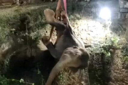ŽIVOTINJU SPASAVALI 12 SATI Nesrećni slon zalutao u selo, pa upao u bunar (VIDEO)