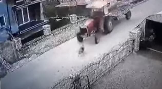 DRUGA ŠANSA Pas kojeg je pregazio traktor u Gračanici se oporavio i sada uživa u Londonu