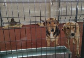 “Čekaju stalni dom” Građani zainteresovani za akciju „Udomi ljubav“, a evo kako možete  postati vlasnik psa iz azila