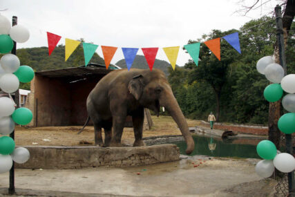 LIJEPE VIJESTI Kavan, “najusamljeniji slon na svijetu”, stigao u rezervat u Kambodži