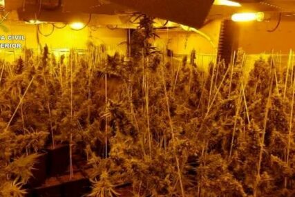 UHAPŠENE DVIJE OSOBE Pronađena laboratorija za proizvodnju marihuane