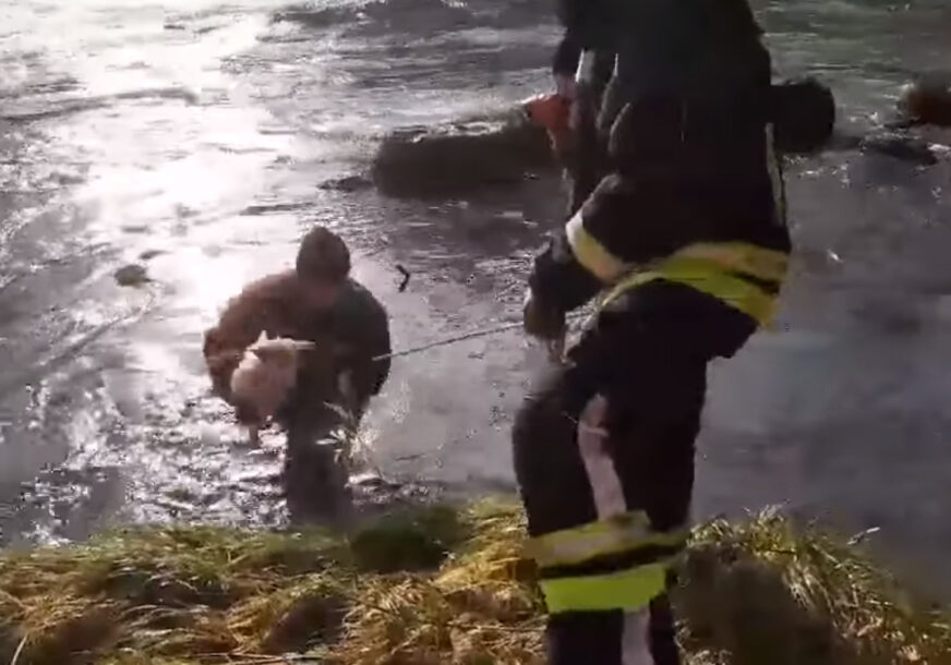 HUMAN GEST Banjalučki vatrogasci spasli psa iz Vrbasa (FOTO, VIDEO)