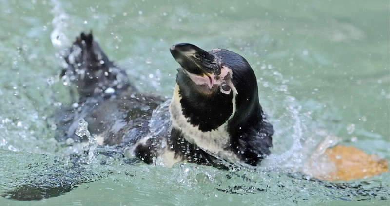 RIJETKA POJAVA Bijeli pingvin pronađen na Galapagosu (VIDEO)