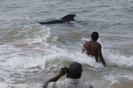 AKCIJA TRAJALA ČITAVU NOĆ Spaseno više od 100 kitova na obali Šri Lanke (FOTO)
