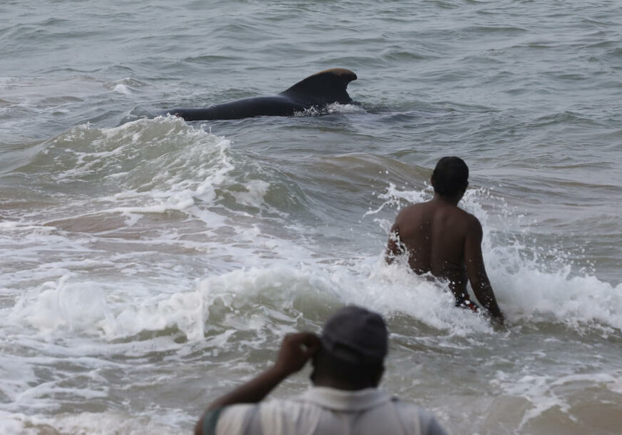AKCIJA TRAJALA ČITAVU NOĆ Spaseno više od 100 kitova na obali Šri Lanke (FOTO)