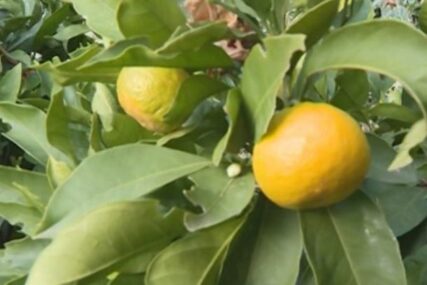 Pune su opasnih pesticida: Zaražene mandarine iz  Hrvatske ZAVRŠILE U BiH