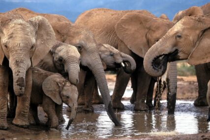 POVEĆAN BROJ NESREĆA IZMEĐU LJUDI I ŽIVOTINJA Namibija oglasila prodaju 170 zaštićenih divljih slonova