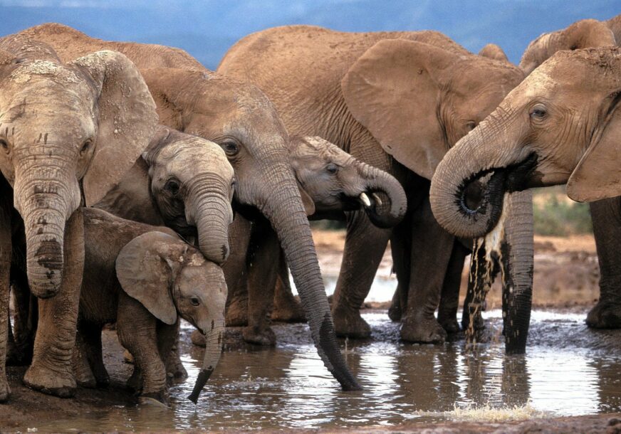 POVEĆAN BROJ NESREĆA IZMEĐU LJUDI I ŽIVOTINJA Namibija oglasila prodaju 170 zaštićenih divljih slonova