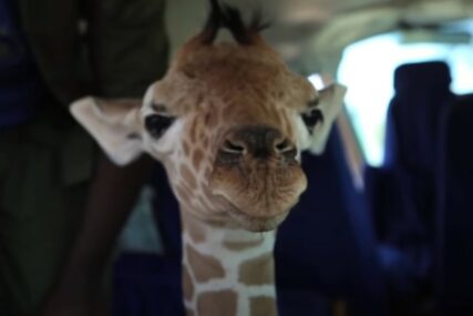 Tatjana je dobila NEOBIČAN POKLON: Žirafa Kiko je u Keniji, ali je pronašla SVOJ PUT DO BANJALUKE