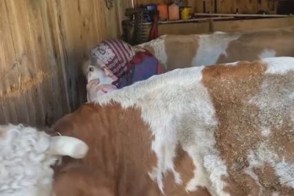 "MORAM JOJ DONIJETI MALO HLJEBA” Zemljotres joj je gotovo srušio dom, ali baka ne želi da napusti krave (VIDEO)