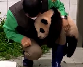 DA SE RASTOPITE Beba Panda grli radnika zoo vrta (VIDEO)