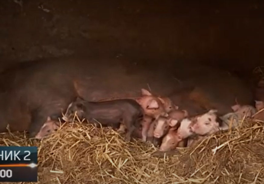 Krmača na svijet donijela 20 PRASIĆA: Rekord na imanju domaćina u Tesliću (VIDEO)