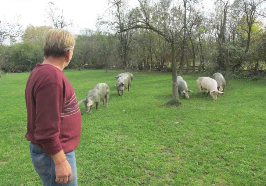IMA LI RAČUNICE  Triufun se bavi uzgojem svinja, ali zbog niskih cijena više nema zarade