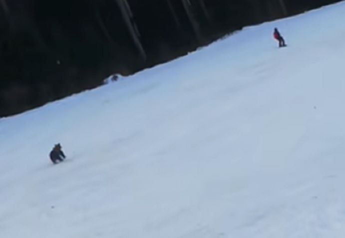 Po skijalištu mladića JURIO MEDVJED, jedva spasao živu glavu (VIDEO)