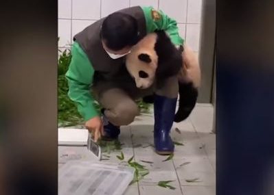 Panda izazvala osmijeh na licu: Čuvar nije mogao da se odvoji od slatke životinje (VIDEO)