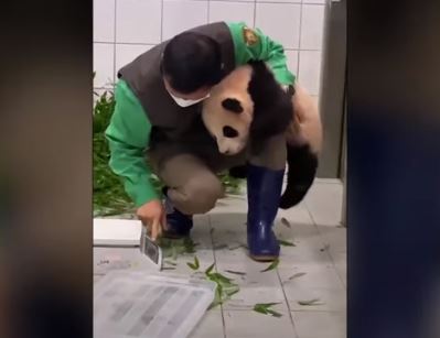 Panda izazvala osmijeh na licu: Čuvar nije mogao da se odvoji od slatke životinje (VIDEO)