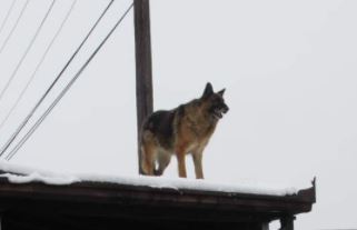 PRIZOR KOJI KIDA SRCA  Pas i dalje čeka vlasnika koji je preminuo, stoji na krovu i ŽUDI ZA POZNATIM GLASOM (FOTO)