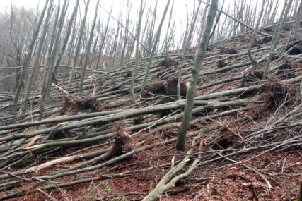 Nevrijeme srušilo 1.500 stabala: Šumsko gazdinstvo planira sanaciju štete