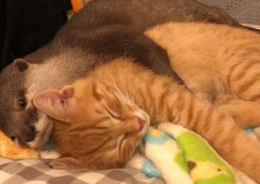 Savršen život dva prijatelja: Vidra ne može zaspati bez zagrljaja svoje mačke (VIDEO)