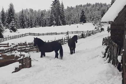 "SVAKI DAN JE NOVI IZAZOV" Tadija Tadić ima 45 konja i u stalnoj je borbi s prirodom (FOTO, VIDEO)