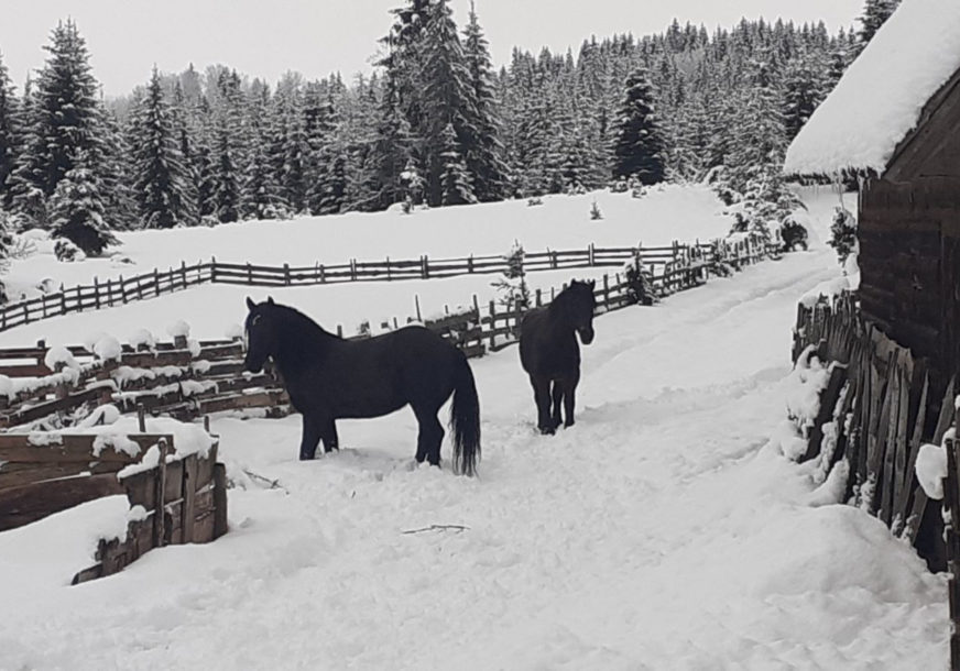 "SVAKI DAN JE NOVI IZAZOV" Tadija Tadić ima 45 konja i u stalnoj je borbi s prirodom (FOTO, VIDEO)